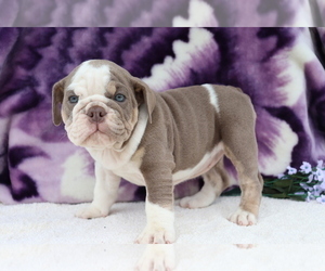 English Bulldog Puppy for sale in SHILOH, OH, USA