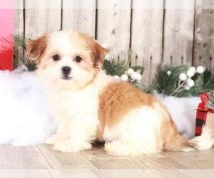 Maltese Puppy for sale in MOUNT VERNON, OH, USA