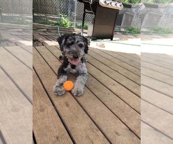 Medium Photo #1 Aussiedoodle-Poodle (Standard) Mix Puppy For Sale in CO BLUFFS, IA, USA