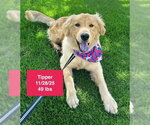 Small #4 Golden Retriever