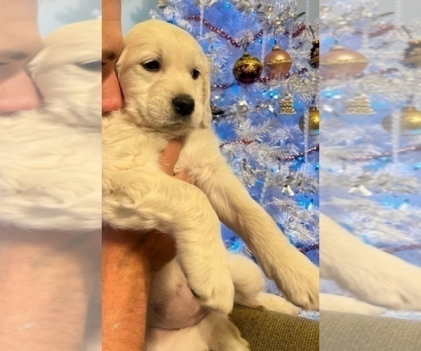 Medium Photo #8 Golden Retriever Puppy For Sale in MILTON, FL, USA