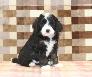 Bernedoodle (Miniature) Puppy for sale in DENVER, PA, USA