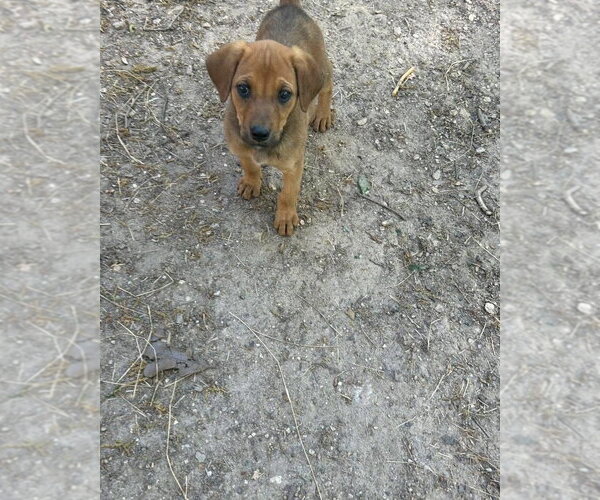 Medium Photo #4 Redbone Coonhound-Rhodesian Ridgeback Mix Puppy For Sale in Ball Ground, GA, USA