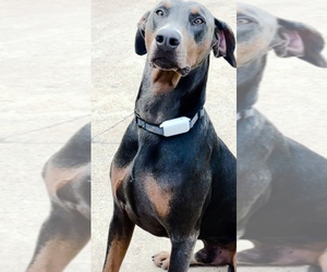 Father of the Doberman Pinscher puppies born on 09/10/2025