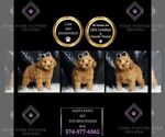 Puppy Santa Paws AKC Poodle (Toy)