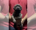 Small Photo #2 Cane Corso Puppy For Sale in MOUNT MORRIS, MI, USA