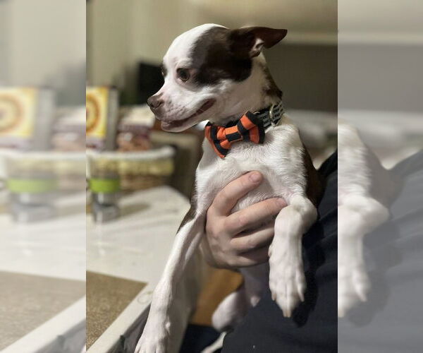 Medium Photo #16 Boston Terrier-Unknown Mix Puppy For Sale in New York, NY, USA