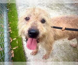 - Mix Dogs for adoption in Orlando, FL, USA