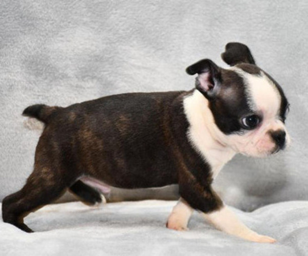 Medium Photo #8 Boston Terrier Puppy For Sale in HOMINY, OK, USA