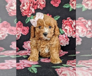 Cavapoo Puppy for sale in QUARRYVILLE, PA, USA