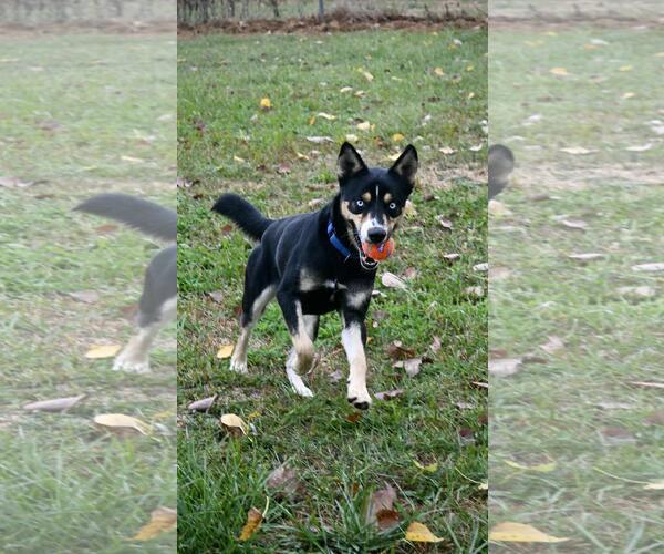 Medium Photo #4 Border Collie-Huskies  Mix Puppy For Sale in DuQuoin, IL, USA