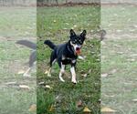Small #3 Border Collie-Huskies  Mix