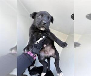 Staffordshire Bull Terrier Dogs for adoption in Houston, TX, USA