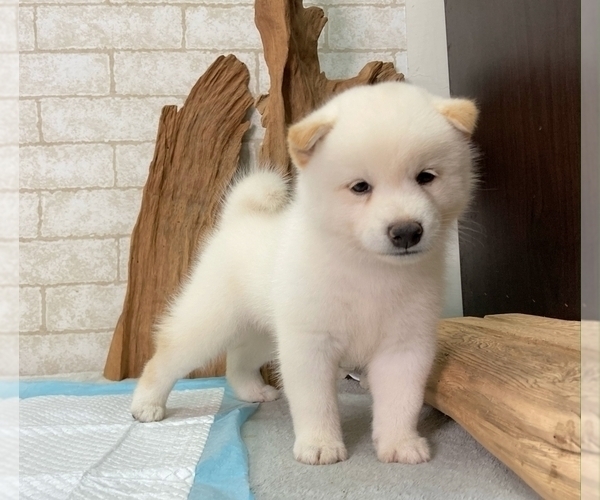 Medium Photo #3 Shiba Inu Puppy For Sale in SEATTLE, WA, USA