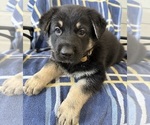 Small #5 German Shepherd Dog