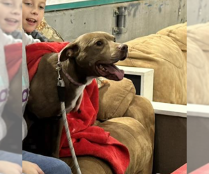 American Pit Bull Terrier Dogs for adoption in Shreveport, LA, USA