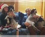 Small Photo #5 German Shorthaired Pointer Puppy For Sale in WARSAW, NY, USA