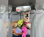 Small #20 Collie-German Shepherd Dog Mix