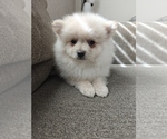 Neo - Male Pomeranian Puppy for Sale - Small photo