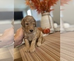 Small Photo #3 Goldendoodle Puppy For Sale in NORTH LAS VEGAS, NV, USA