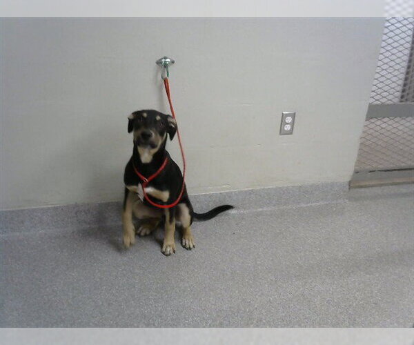 Medium Photo #1 German Shepherd Dog-Unknown Mix Puppy For Sale in Pasadena, TX, USA