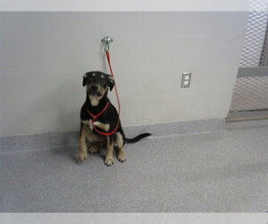 German Shepherd Dog-Unknown Mix Dogs for adoption in Pasadena, TX, USA
