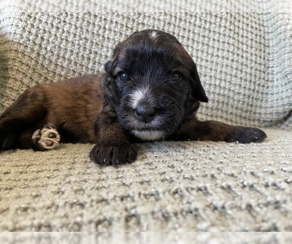 Medium Photo #3 Saint Berdoodle Puppy For Sale in ELK RIVER, MN, USA