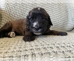 Small #2 Saint Berdoodle