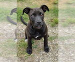 Small #2 American Staffordshire Terrier-Boxer Mix