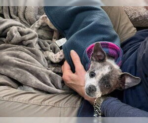 Chihuahua Dogs for adoption in Redwood City, CA, USA