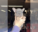 Small Photo #4 French Bulldog Puppy For Sale in HILTON, NY, USA