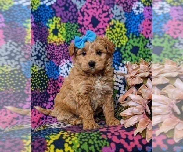 Medium Photo #1 Pookimo Puppy For Sale in QUARRYVILLE, PA, USA
