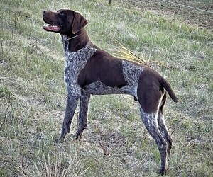 Father of the German Shorthaired Pointer puppies born on 09/27/2023