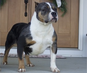 Mother of the American Bully puppies born on 02/19/2024