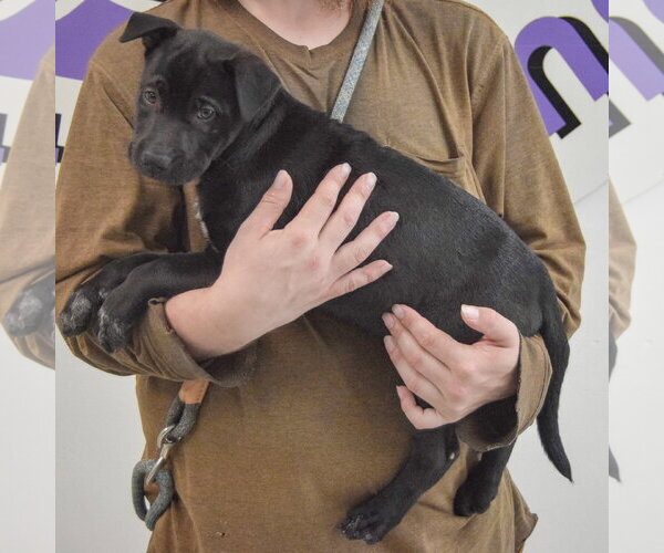 Medium Photo #3 American Staffordshire Terrier-Unknown Mix Puppy For Sale in Huntley, IL, USA