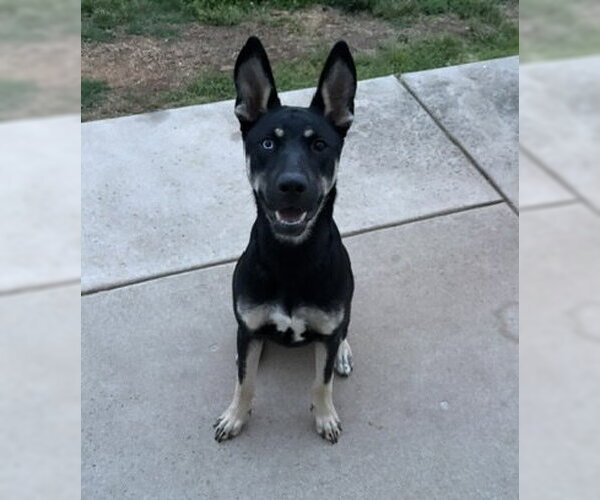 Medium Photo #2 Gerberian Shepsky Puppy For Sale in Rocky Point, NC, USA