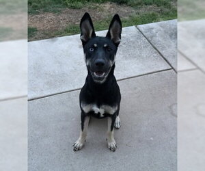 Kira - Female Gerberian Shepsky Dog for Adoption - Photo #2