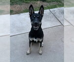 Small #1 Gerberian Shepsky