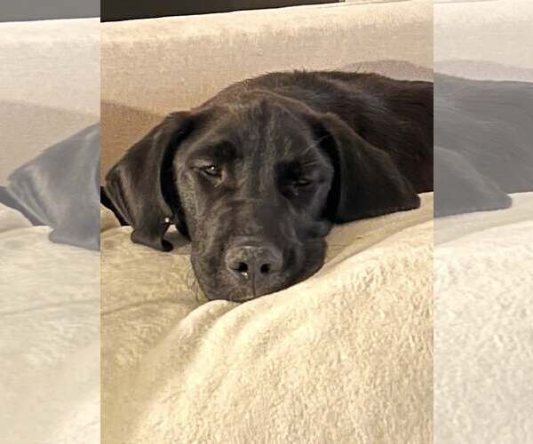 Medium Photo #2 Mutt Puppy For Sale in Plainfield, IL, USA