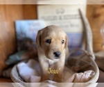 Puppy 10 Boxer-Golden Retriever Mix