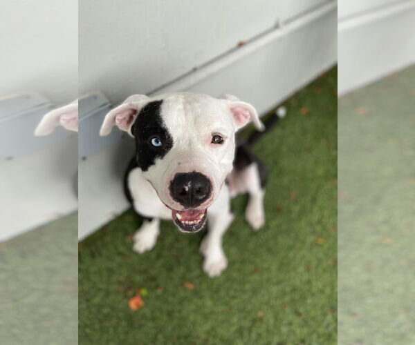 Medium Photo #13 American Bulldog Puppy For Sale in Pompano Beach , FL, USA
