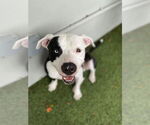 Small #12 American Bulldog