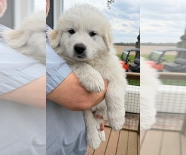 Medium Photo #1 Great Pyrenees Puppy For Sale in CORY, IN, USA