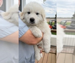 Medium Great Pyrenees