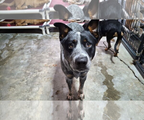 Medium Photo #4 Mutt Puppy For Sale in Sebec, ME, USA