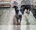 Small #3 Mutt