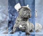 Small #3 French Bulldog