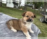 Small #5 Pembroke Welsh Corgi