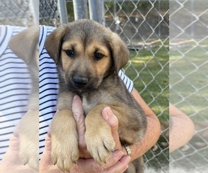 Shepradors Dogs for adoption in SHERBURNE, NY, USA