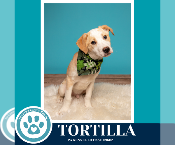 Medium Photo #7 Border Collie-Unknown Mix Puppy For Sale in Kimberton, PA, USA